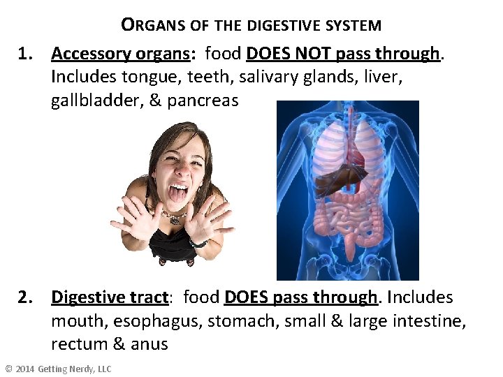 ORGANS OF THE DIGESTIVE SYSTEM 1. Accessory organs: food DOES NOT pass through. Includes