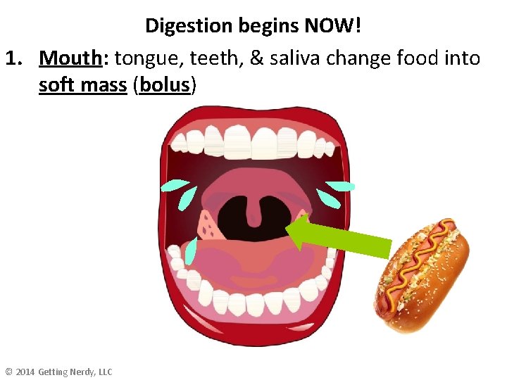 Digestion begins NOW! 1. Mouth: tongue, teeth, & saliva change food into soft mass