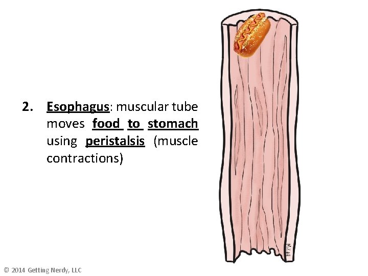 2. Esophagus: muscular tube moves food to stomach using peristalsis (muscle contractions) © 2014