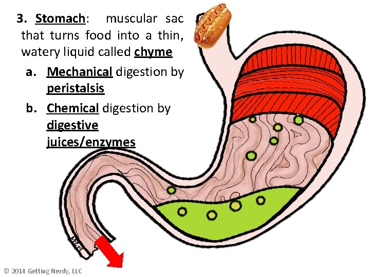 3. Stomach: muscular sac that turns food into a thin, watery liquid called chyme