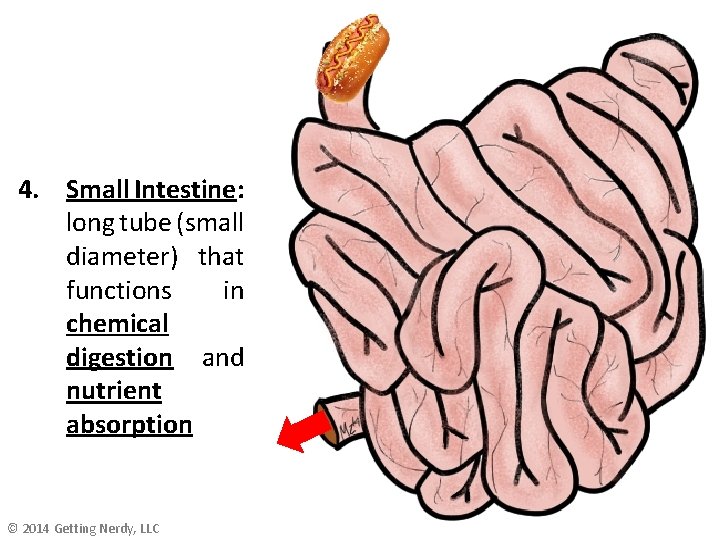 4. Small Intestine: long tube (small diameter) that functions in chemical digestion and nutrient