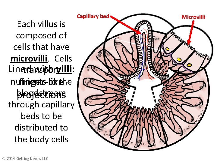 Capillary bed Each villus is composed of cells that have microvilli. Cells Lined with