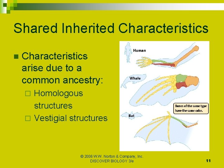 Shared Inherited Characteristics n Characteristics arise due to a common ancestry: Homologous structures ¨