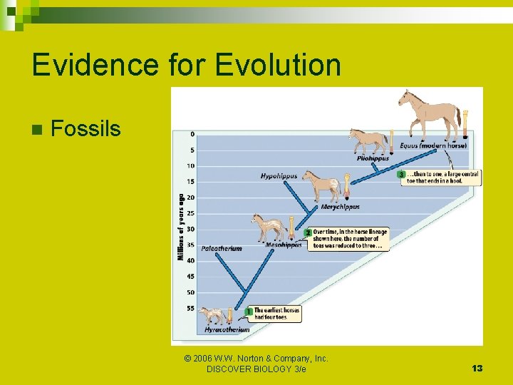Evidence for Evolution n Fossils © 2006 W. W. Norton & Company, Inc. DISCOVER