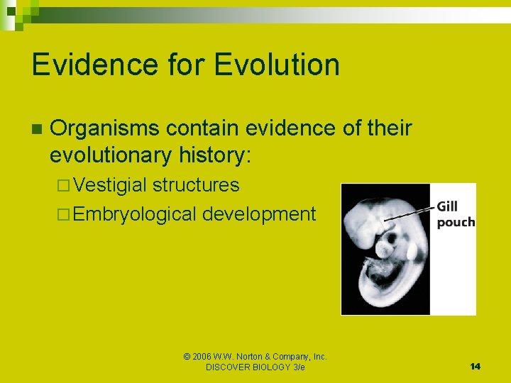 Evidence for Evolution n Organisms contain evidence of their evolutionary history: ¨ Vestigial structures