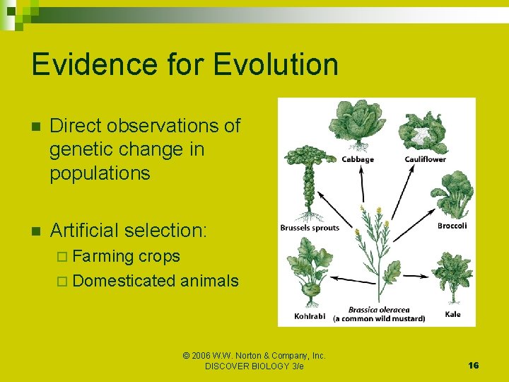 Evidence for Evolution n Direct observations of genetic change in populations n Artificial selection: