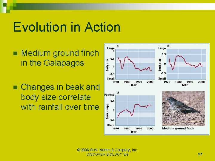 Evolution in Action n Medium ground finch in the Galapagos n Changes in beak