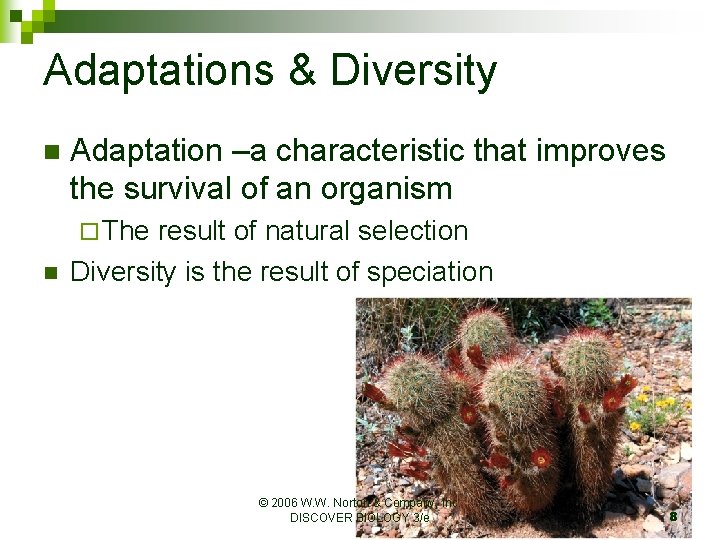 Adaptations & Diversity n Adaptation –a characteristic that improves the survival of an organism