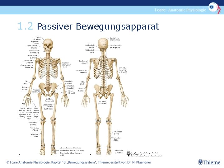 1. 2 Passiver Bewegungsapparat 