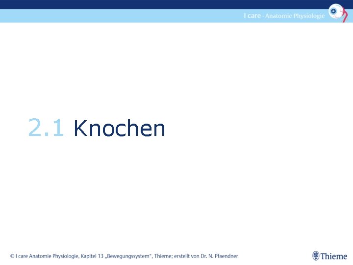 2. 1 Knochen 