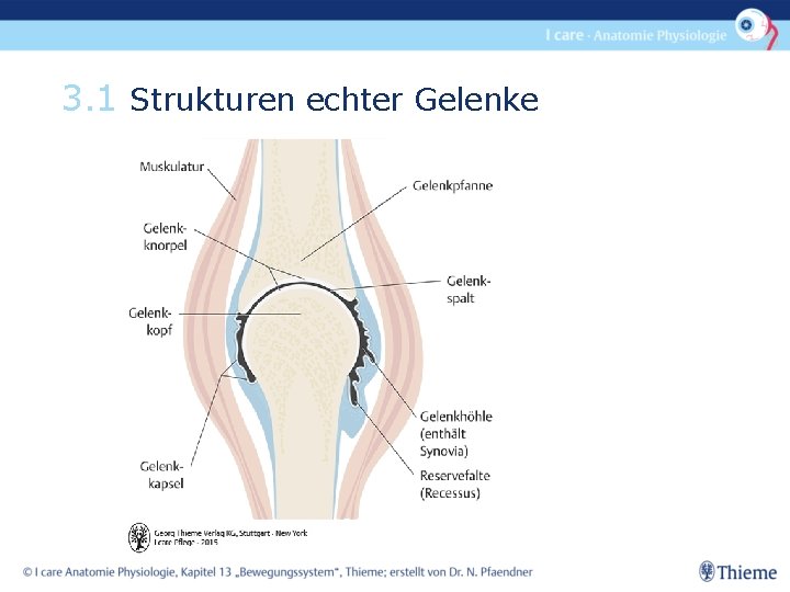 3. 1 Strukturen echter Gelenke 