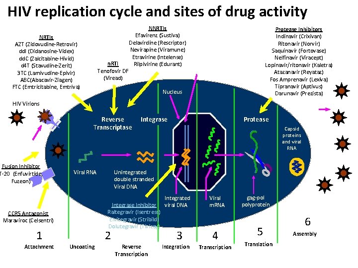 HIV replication cycle and sites of drug activity NNRTIs Efavirenz (Sustiva) Delavirdine (Rescriptor) Nevirapine