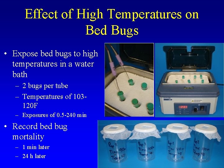 Effect of High Temperatures on Bed Bugs • Expose bed bugs to high temperatures