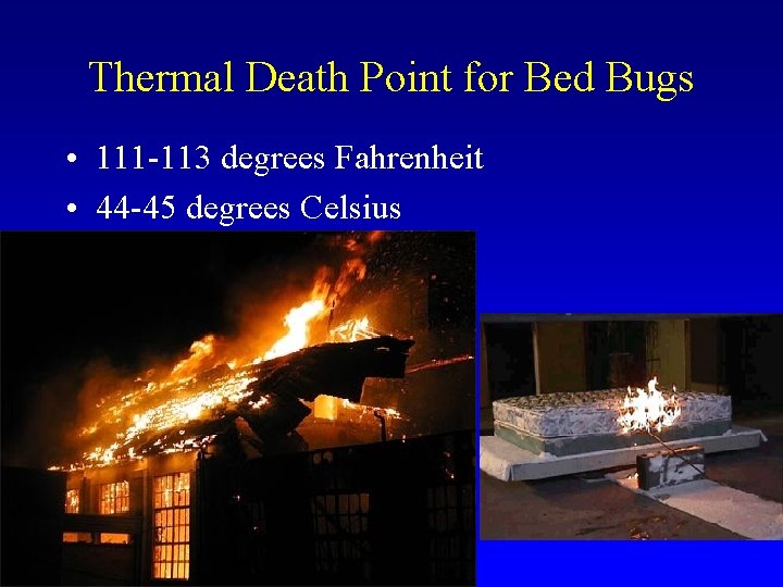 Thermal Death Point for Bed Bugs • 111 -113 degrees Fahrenheit • 44 -45