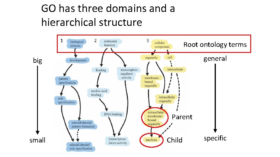 GO has three domains and a hierarchical structure 1 2 3 Root ontology terms