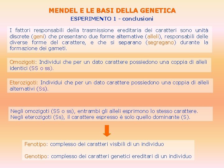 MENDEL E LE BASI DELLA GENETICA ESPERIMENTO 1 - conclusioni I fattori responsabili della