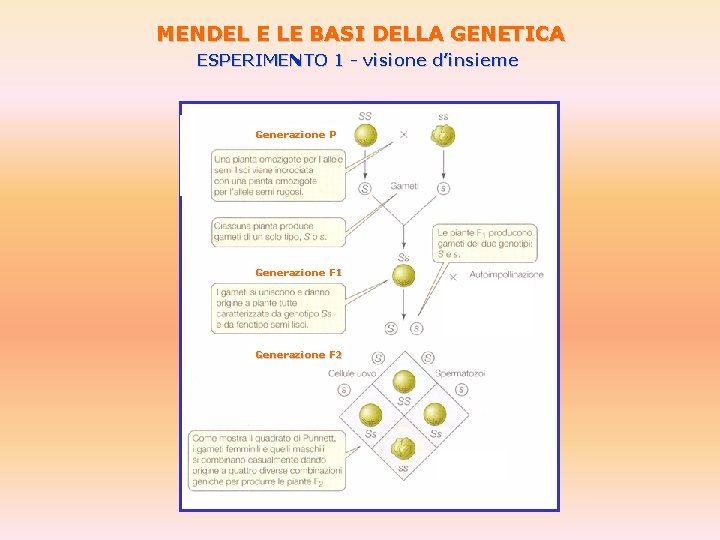 MENDEL E LE BASI DELLA GENETICA ESPERIMENTO 1 - visione d’insieme Generazione P Generazione