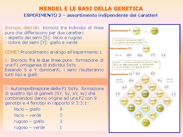 MENDEL E LE BASI DELLA GENETICA ESPERIMENTO 2 – assortimento indipendente dei caratteri Incrocio