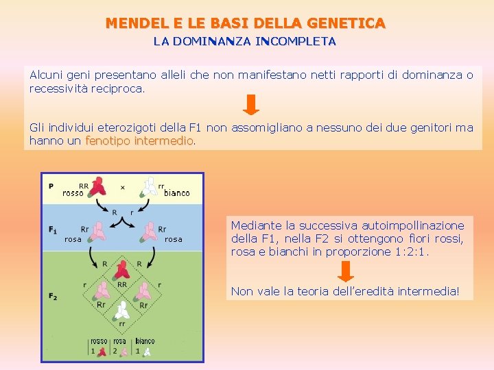 MENDEL E LE BASI DELLA GENETICA LA DOMINANZA INCOMPLETA Alcuni geni presentano alleli che