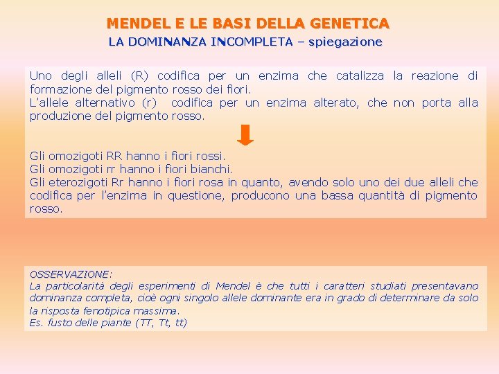 MENDEL E LE BASI DELLA GENETICA LA DOMINANZA INCOMPLETA – spiegazione Uno degli alleli