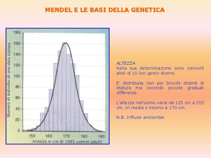 MENDEL E LE BASI DELLA GENETICA ALTEZZA Nella sua determinazione sono coinvolti alleli di