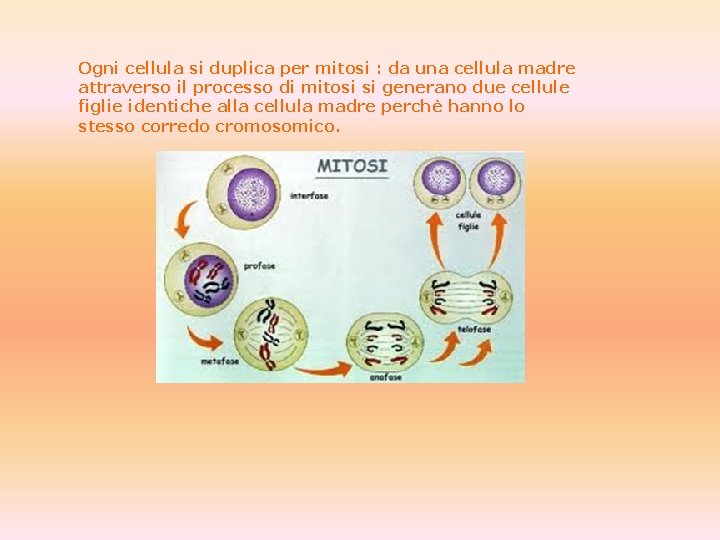 Ogni cellula si duplica per mitosi : da una cellula madre attraverso il processo