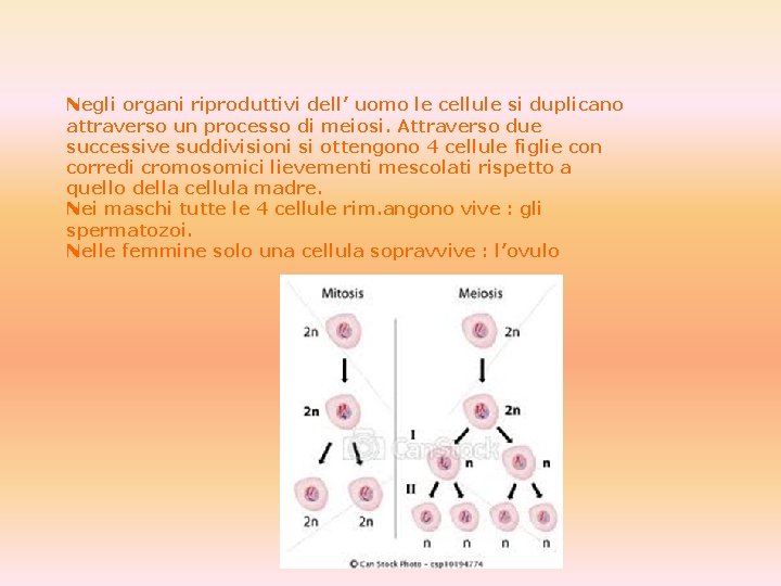 Negli organi riproduttivi dell’ uomo le cellule si duplicano attraverso un processo di meiosi.