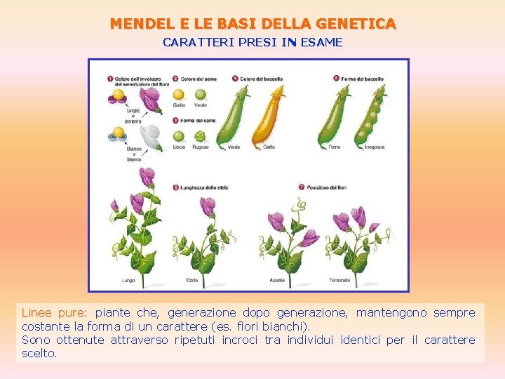 MENDEL E LE BASI DELLA GENETICA CARATTERI PRESI IN ESAME Linee pure: pure piante