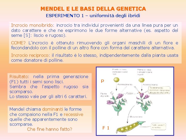 MENDEL E LE BASI DELLA GENETICA ESPERIMENTO 1 – uniformità degli ibridi Incrocio monoibrido: