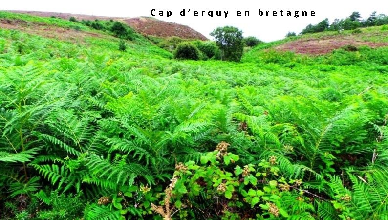  Cap d’erquy en bretagne 