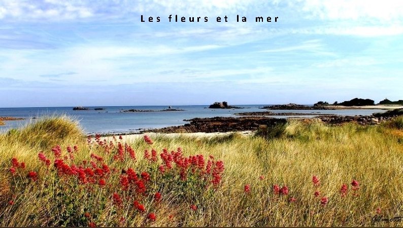  Les fleurs et la mer 