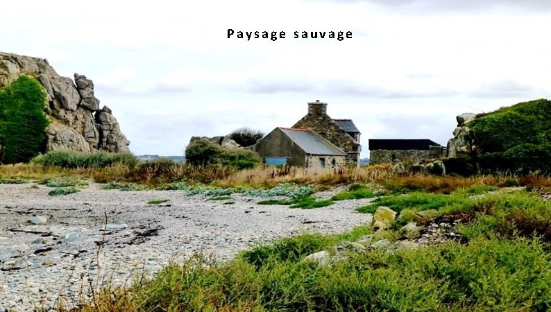  Paysage sauvage 