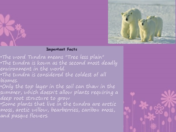 Important Facts • The word Tundra means "Tree less plain" • The tundra is