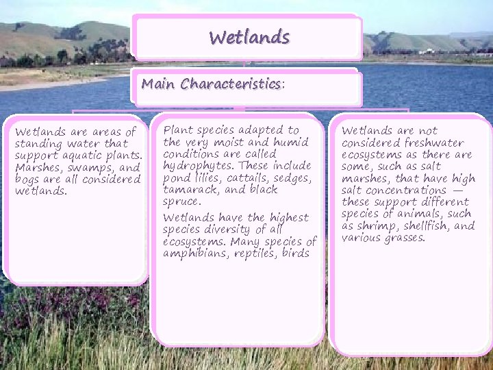 Wetlands Main Characteristics: Characteristics Wetlands areas of standing water that support aquatic plants. Marshes,