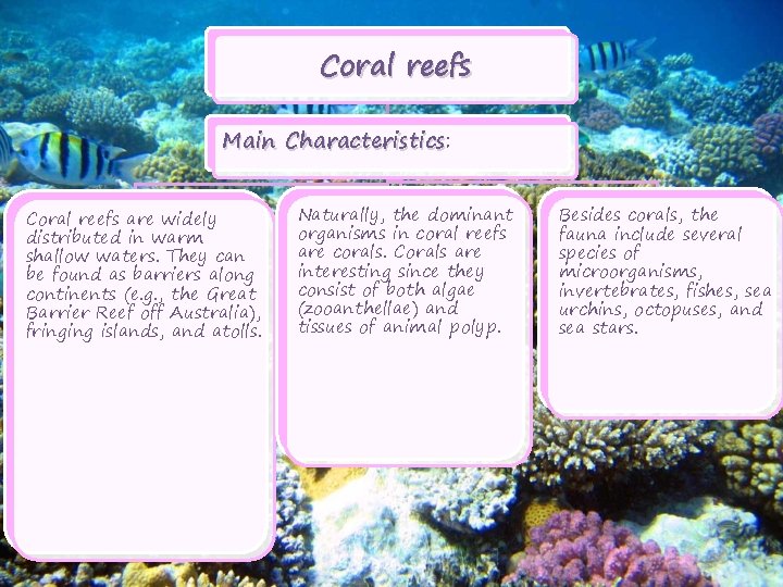 Coral reefs Main Characteristics: Characteristics Coral reefs are widely distributed in warm shallow waters.