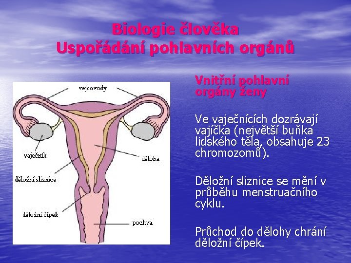 Biologie člověka Uspořádání pohlavních orgánů Vnitřní pohlavní orgány ženy Ve vaječnících dozrávajíčka (největší buňka