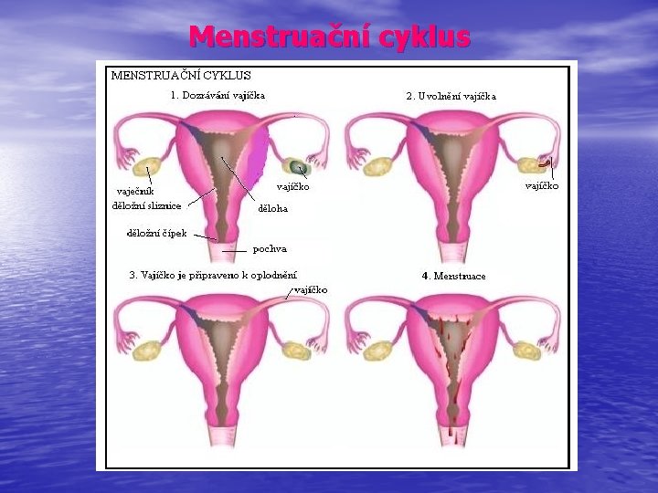 Menstruační cyklus 