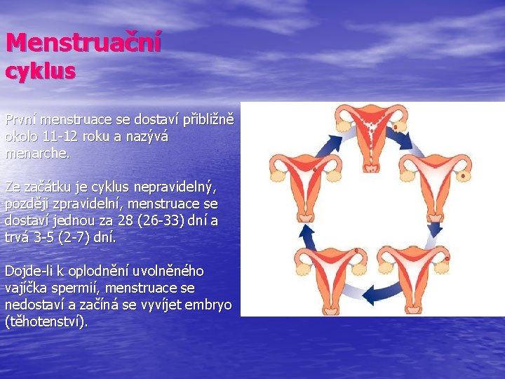 Menstruační cyklus První menstruace se dostaví přibližně okolo 11 -12 roku a nazývá menarche.