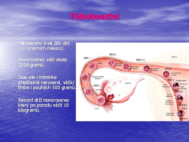 Těhotenství trvá 280 dní (10 lunárních měsíců). Novorozenec váží okolo 3000 gramů. Jsou ale