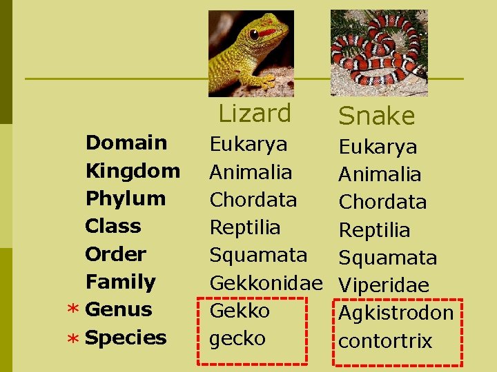 Lizard Domain Kingdom Phylum Class Order Family * Genus * Species Eukarya Animalia Chordata