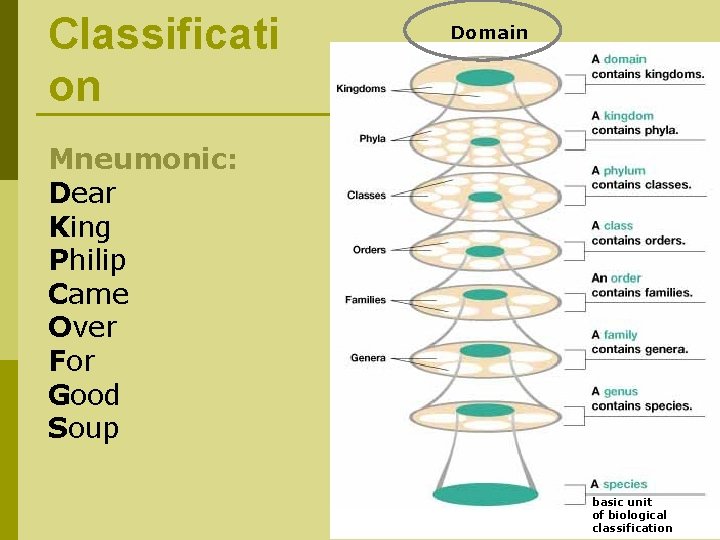 Classificati on Domain Mneumonic: Dear King Philip Came Over For Good Soup basic unit