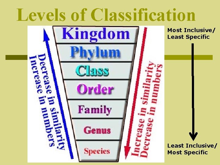 Levels of Classification Most Inclusive/ Least Specific Least Inclusive/ Most Specific 