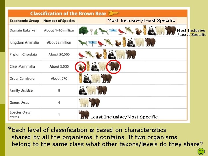 Most Inclusive/Least Specific Most Inclusive /Least Specific Least Inclusive/Most Specific *Each level of classification