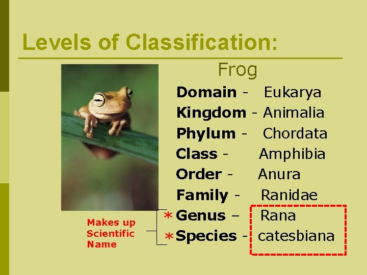 Levels of Classification: Frog Makes up Scientific Name Domain - Eukarya Kingdom - Animalia