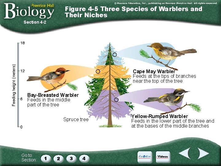 Figure 4 -5 Three Species of Warblers and Their Niches Section 4 -2 Cape