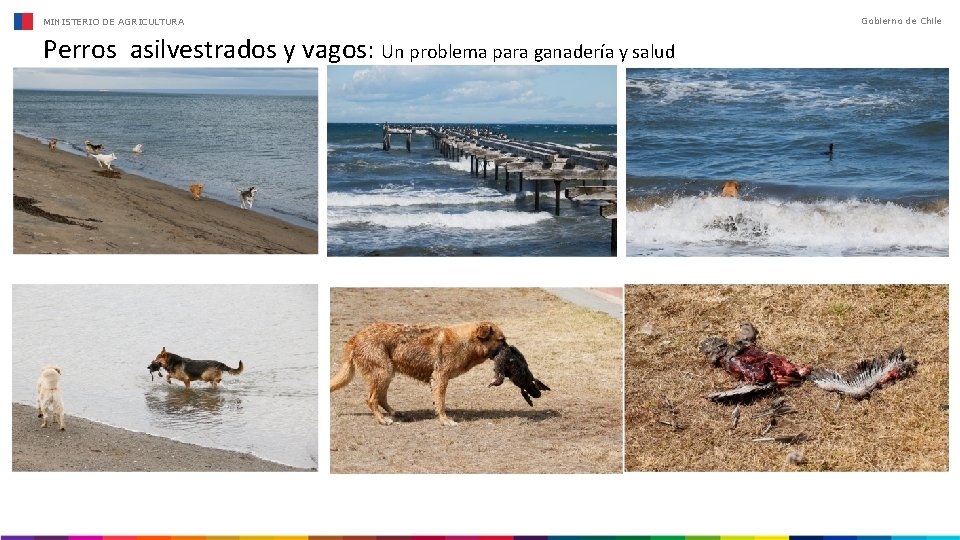 MINISTERIO DE AGRICULTURA Perros asilvestrados y vagos: Un problema para ganadería y salud Gobierno