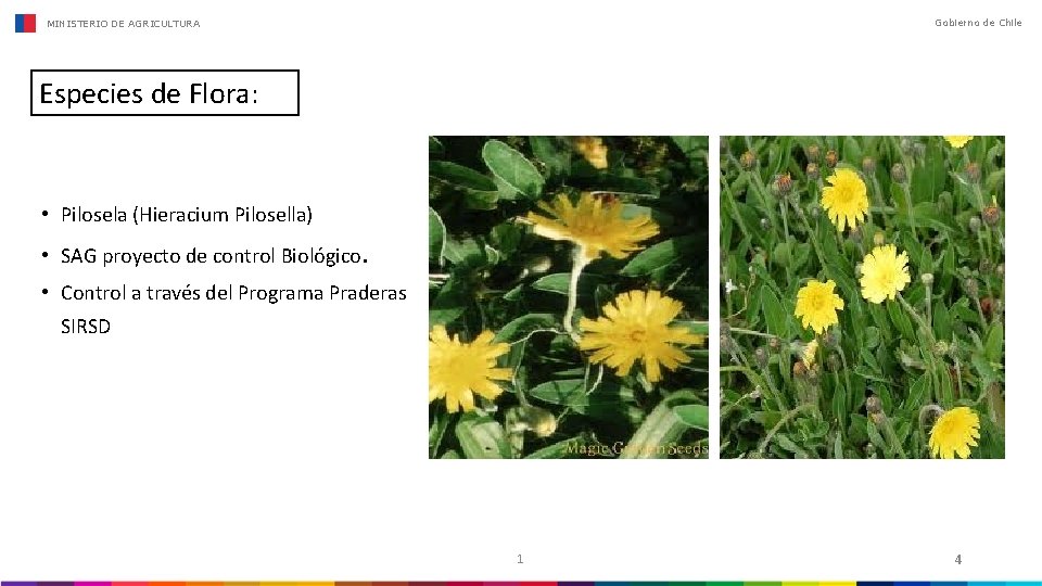 Gobierno de Chile MINISTERIO DE AGRICULTURA Especies de Flora: • Pilosela (Hieracium Pilosella) •