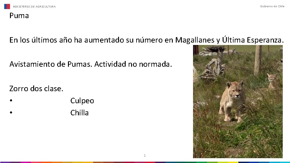 Gobierno de Chile MINISTERIO DE AGRICULTURA Puma En los últimos año ha aumentado su