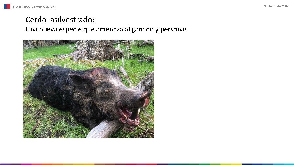 MINISTERIO DE AGRICULTURA Cerdo asilvestrado: Una nueva especie que amenaza al ganado y personas