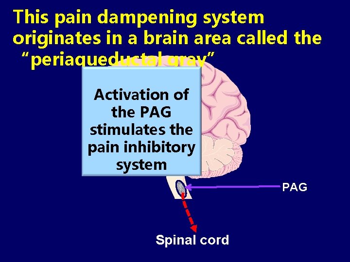 This pain dampening system originates in a brain area called the “periaqueductal gray” Activation